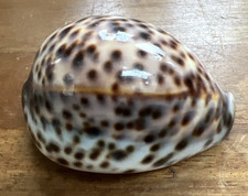 Large Cowrie Shell