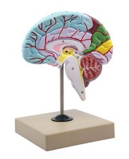 Eisco Labs Human Half Brain