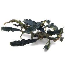 Bucephalandra 60 species Live Aquarium Plants Terrarium Tropical Rare K2AQUA