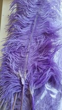 10 Large Ostrich Feathers