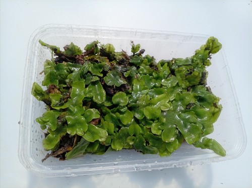 Live liverwort moss fresh - live,