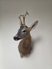 Malform Roe Deer Shoulder