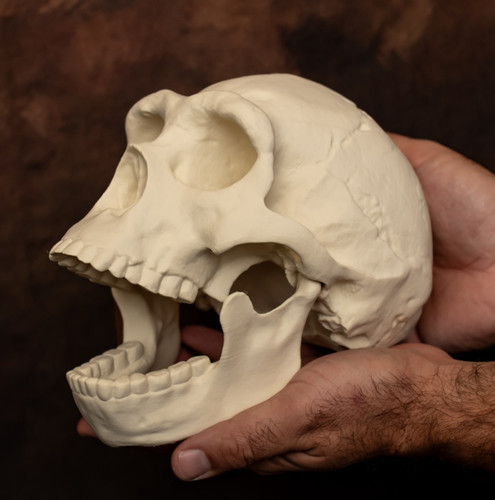 Homo erectus skull - erectus,