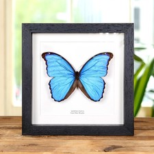 Blue Morpho Butterfly (Morpho