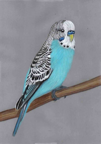 Original colour pencil artwork
