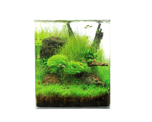 Natureholic crystal clear cube - natureholic,