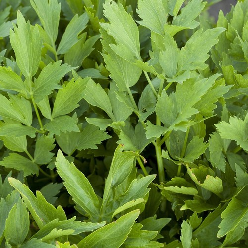 Perfect plants lovage plant - lovage,
