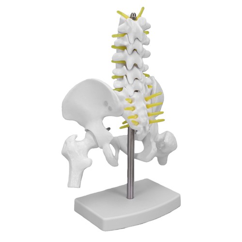 Female pelvis model with - female, 5