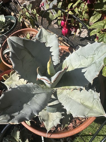 Agave blue ice plant - agave,