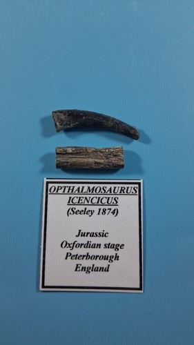 Opthalmosaurus rib bone - opthalmosaurus,