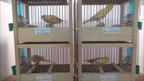 Song canary bird - song,
