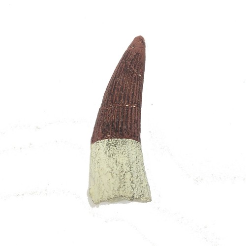 Spinosaurus tooth replica - spinosaurus, kids