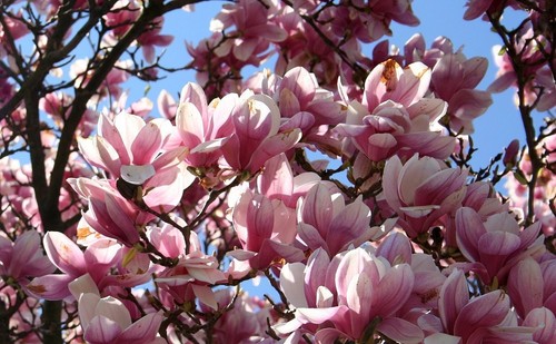 Magnolia tree seeds viable - tree,