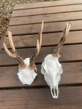 Roe Deer Skull And Antlers