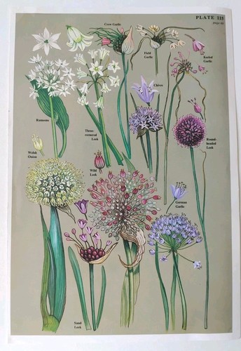 Botanical print vintage - print,