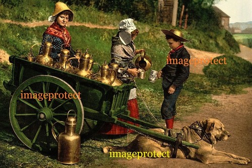 Dogs gent belgium milk - dogs,