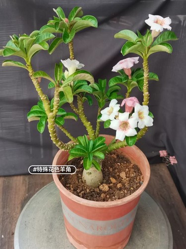 Rare live house plant adenium - live,