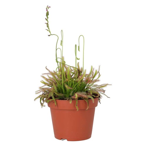 Cape sundew drosera - drosera, capensis