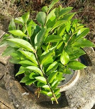 Stick insect food. Approx. 200