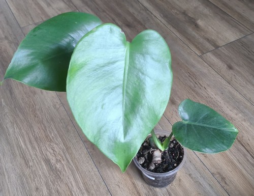 Monstera deliciosa swiss - monstera,