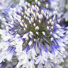 Agapanthus 'Fireworks'