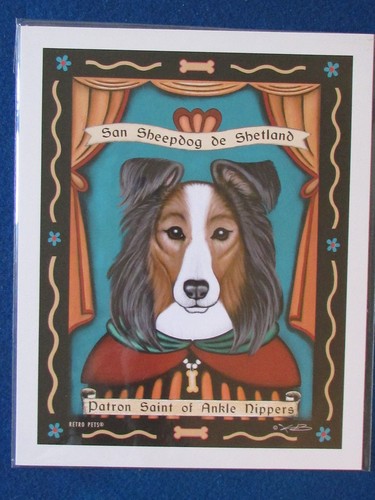 Shetland sheepdog sheltie - sheepdog,