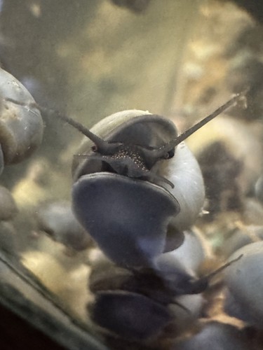 Blue mystery snails live - 3+1,