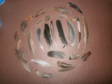 25 Natural Birds Feathers FREE FALLEN Pigeon French Partridge Pheasant Crow Duck