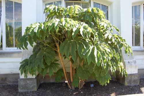 Tetrapanax papyrifer rex 9cm