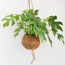 Monstera minima in Kokodama Macrame Planter Easy Indoor Tropical Plant 17cm