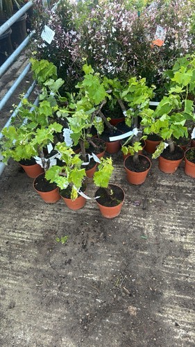 Grape vine plant seedless - plant,