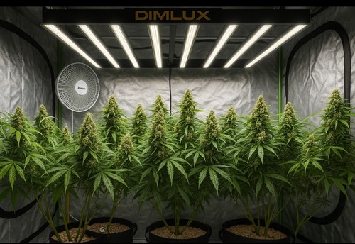 Dimlux expert series - expert, grow