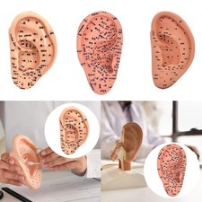 Ear Acupuncture Model School