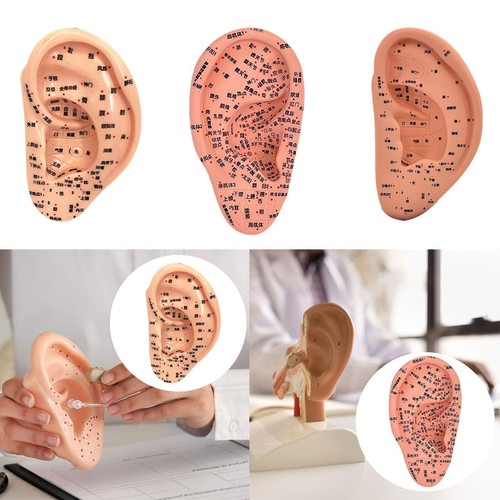 Ear acupuncture model - acupuncture,