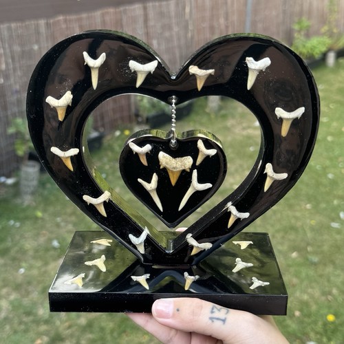 Heart full real shark teeth - of,