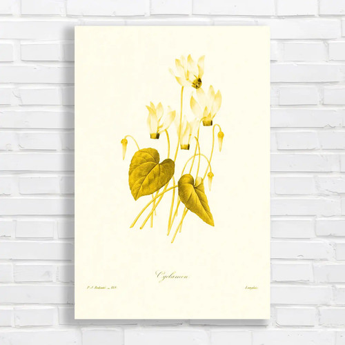 Botanical cyclamen flowers - botanical,