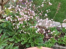 2 London Pride saxifraga umbrosa Hardy Perennial bare root plants