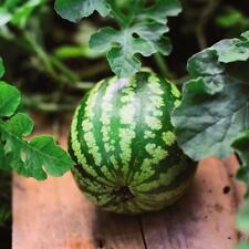 T&M Watermelon Fruit Seeds