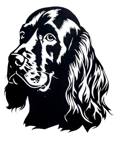 English spaniel cocker - 1x,