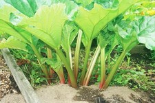 X2 Rhubarb Victoria -  9cm pot - Ready to plant
