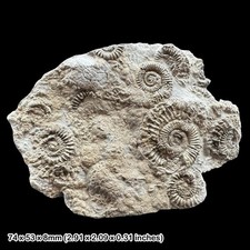 Golden Pyrite Cluster Ammonite