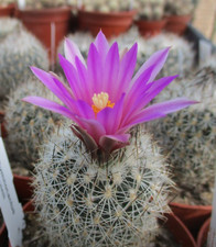 GYMNOCACTUS BEQUINII -