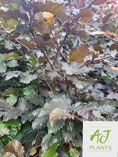 Fagus Atropurpurea - Purple Copper Beech Tree Hedging - 4ft+ - 5 Litre Pot