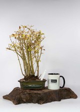 Privet Forest Bonsai –