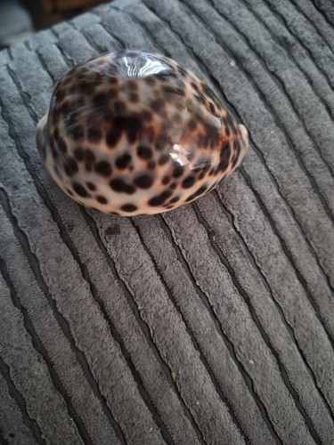 Natural tiger cowrie shell - cowrie,