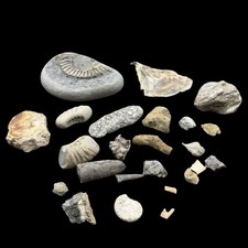 1kg British Fossil Mix