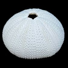 1 X  Resin White Sea urchin  9cm.  Perfect for nautical crafts and air plants