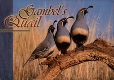 Arizona Gambel's Quail three birds on log ~ unused postcard sku509