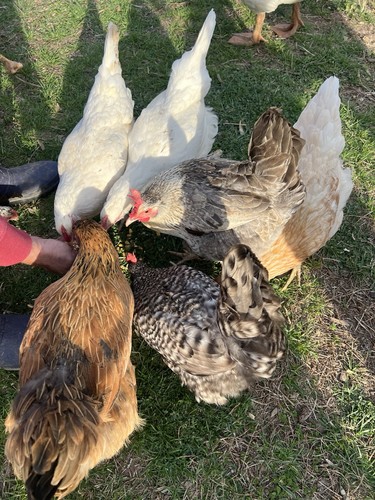Fertile hatching chicken - 6+,