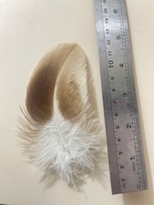 feather natural golden eagle